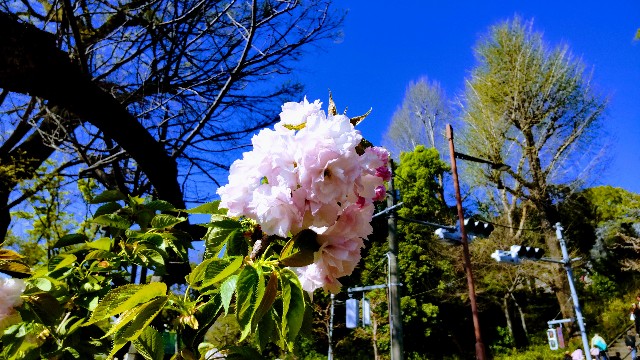 f:id:gaganbox:20240424234115j:image