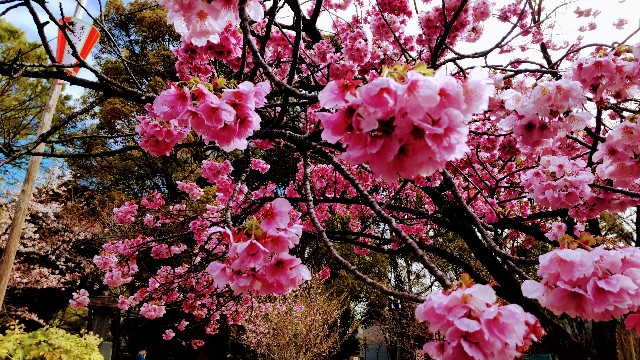 f:id:gaganbox:20240525103544j:image