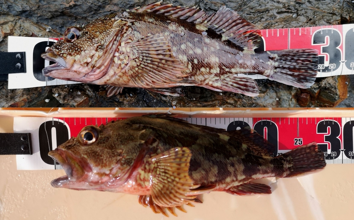ガルプ　根魚　大量 楽天市場】根魚 ワーム ガルプ（ルアー・フライ｜フィッシング
