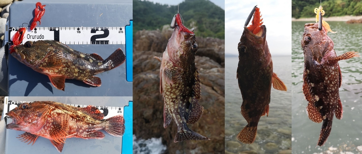 ガルプ　根魚　大量 楽天市場】根魚 ワーム ガルプ（ルアー・フライ｜フィッシング