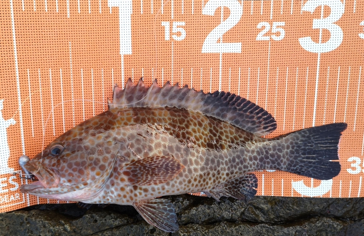 根魚一番 根魚 | Megabass - メガバス オンラインショップ