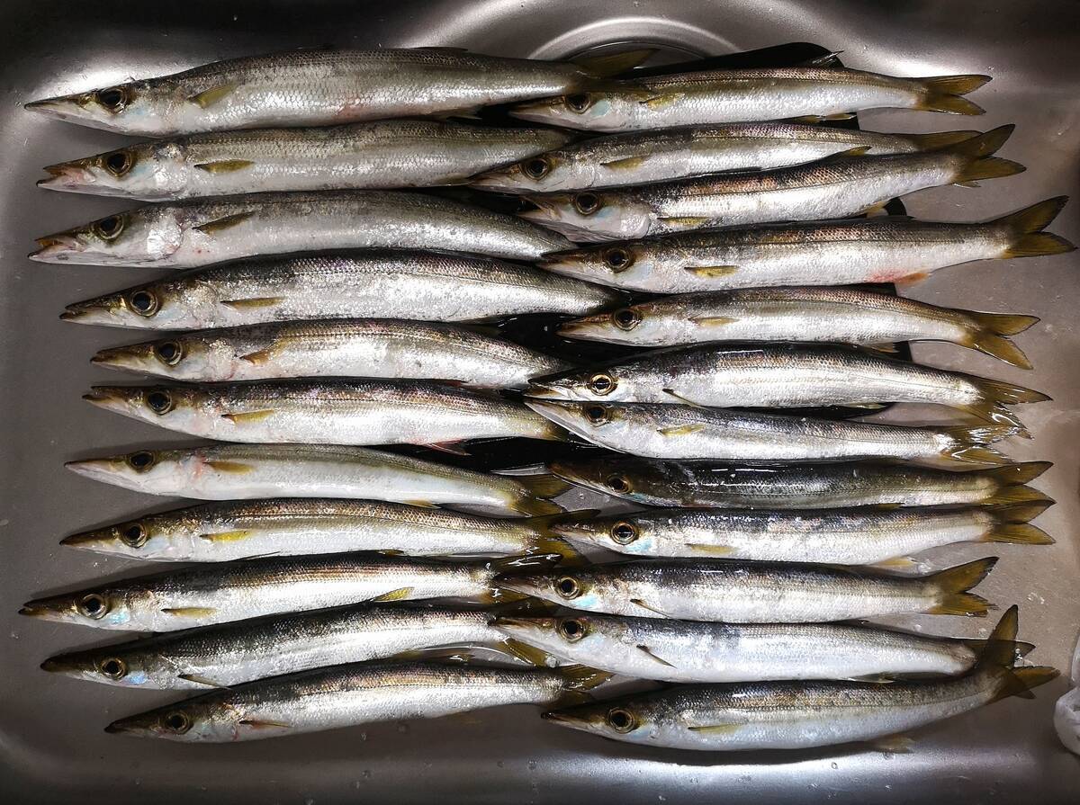 カマス釣果