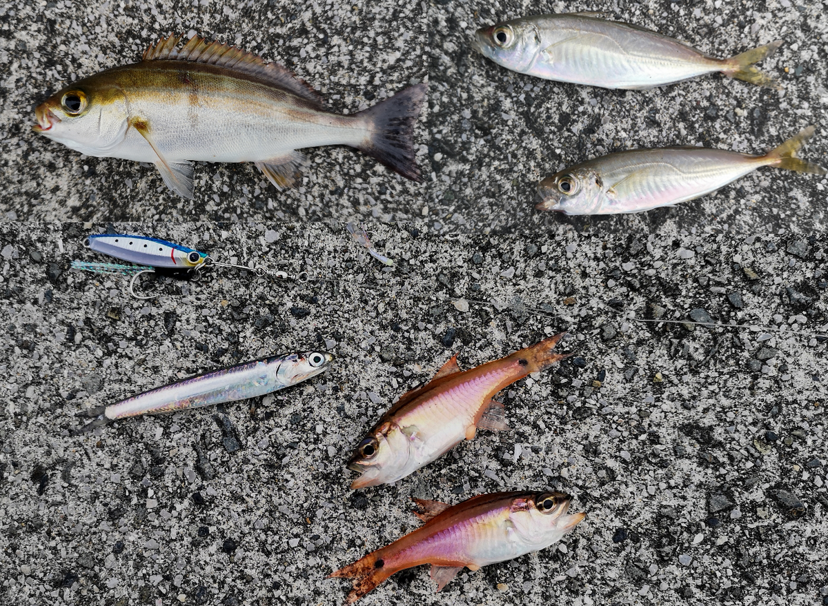 釣果まとめ 鯵 イサキ 金魚 イワシ