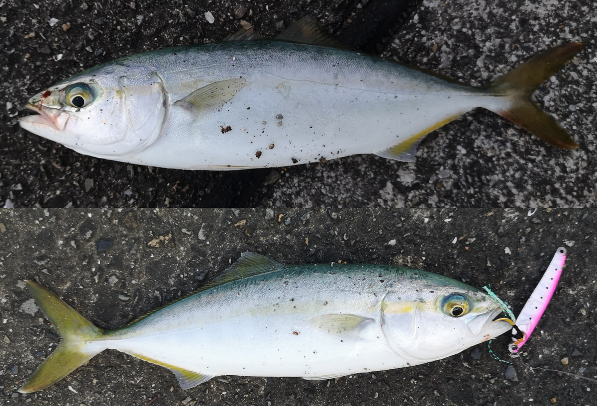 炎暑のスーパーライトショアジギング - gagarablog's