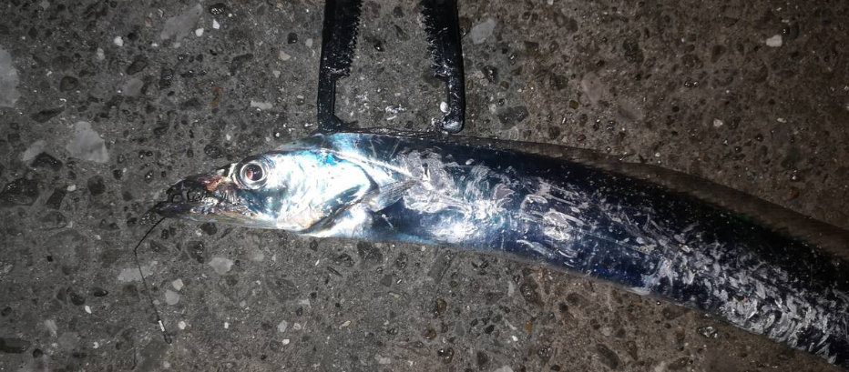 太刀魚釣果