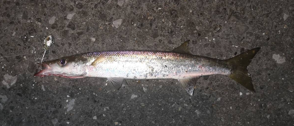 カマス