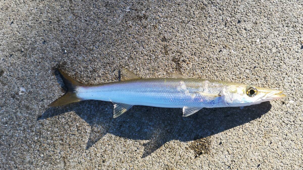 冬のカマス調査と釣果 - gagarablog’s