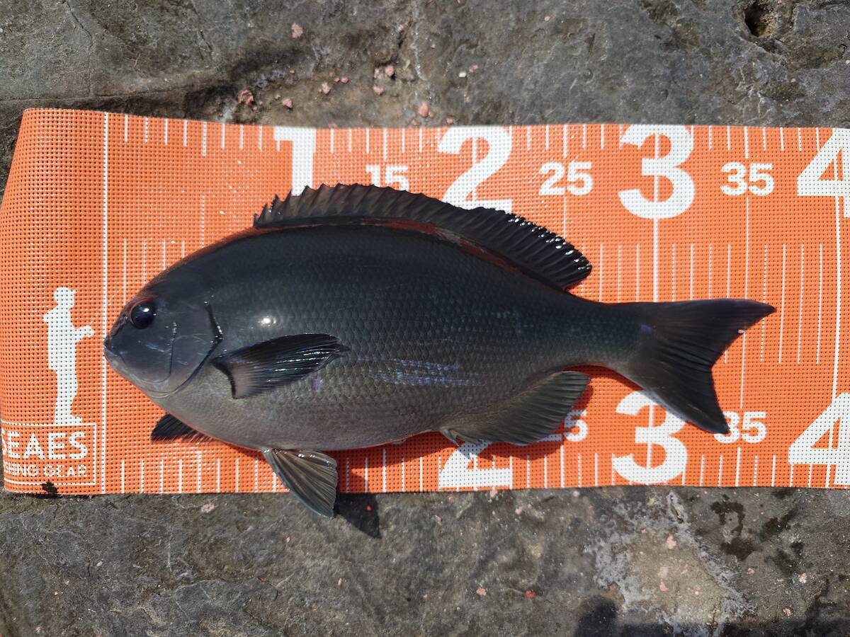 北浦の沖磯「中のハエ」でフカセ釣り - gagarablog's