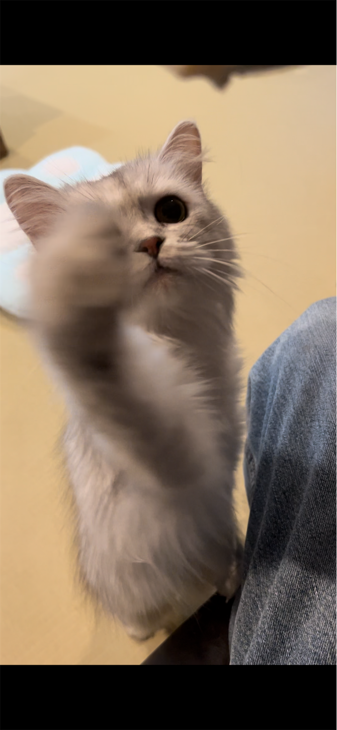 f:id:gaia13579:20240602100038p:image