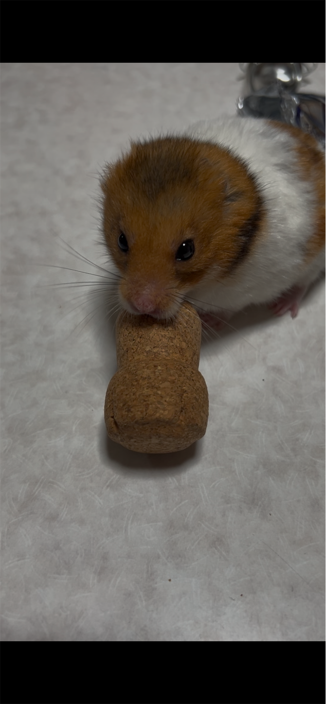 f:id:gaia13579:20250209134657p:image