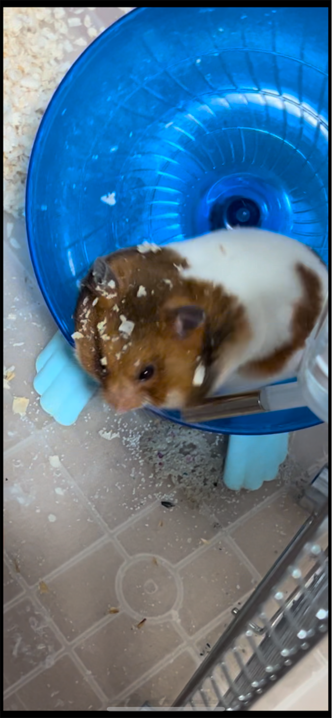 f:id:gaia13579:20250212131245p:image