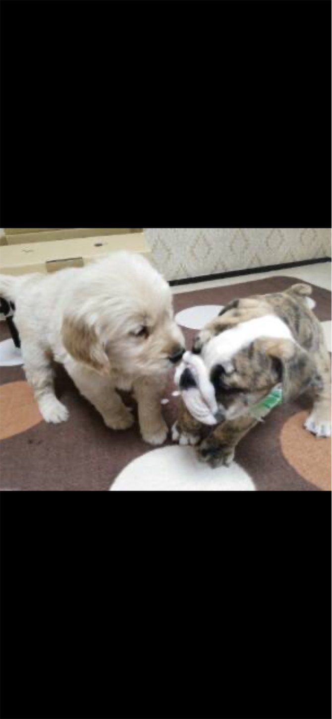 f:id:gaia13579:20250212131257p:image