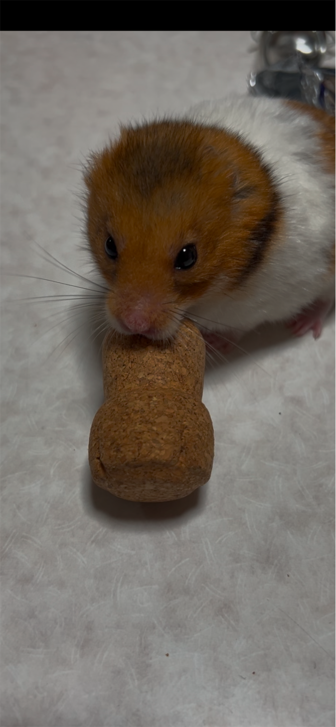 f:id:gaia13579:20250212131350p:image