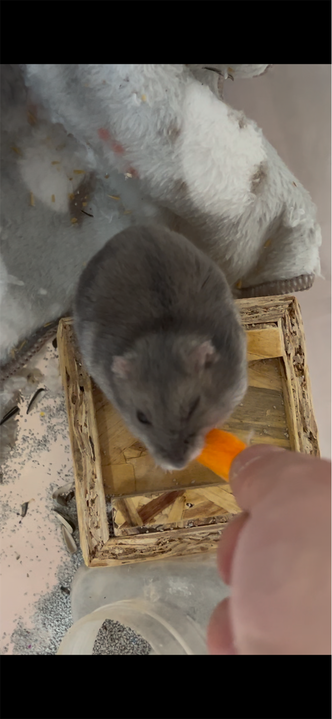 f:id:gaia13579:20250215140724p:image