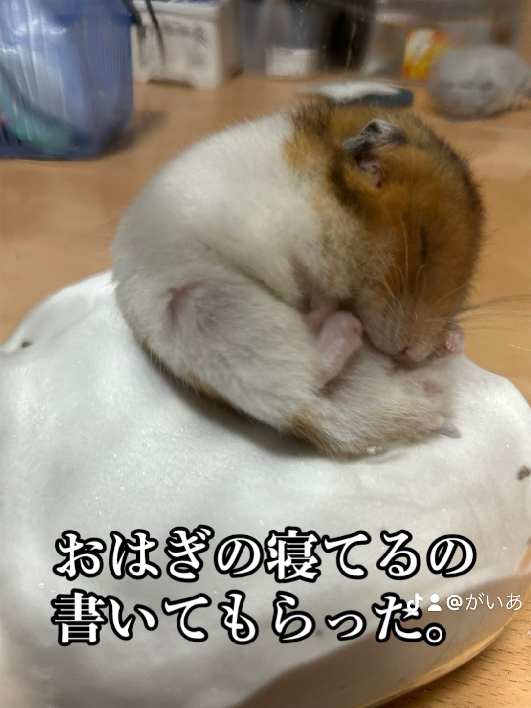 f:id:gaia13579:20250613230420j:image