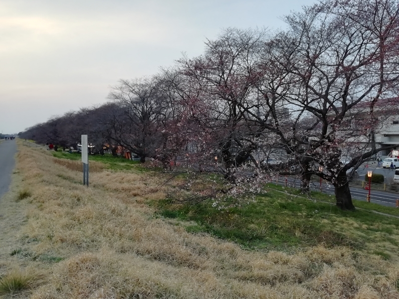 f:id:gaikotsublog:20190327200227j:plain:w350 熊谷桜堤の開花状況@2019年3月27日