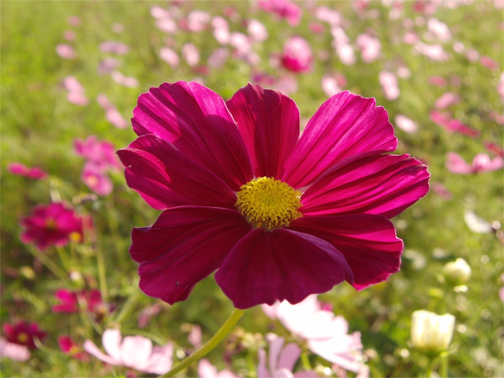 f:id:gainsbourg-japon1963:20161019184347j:image