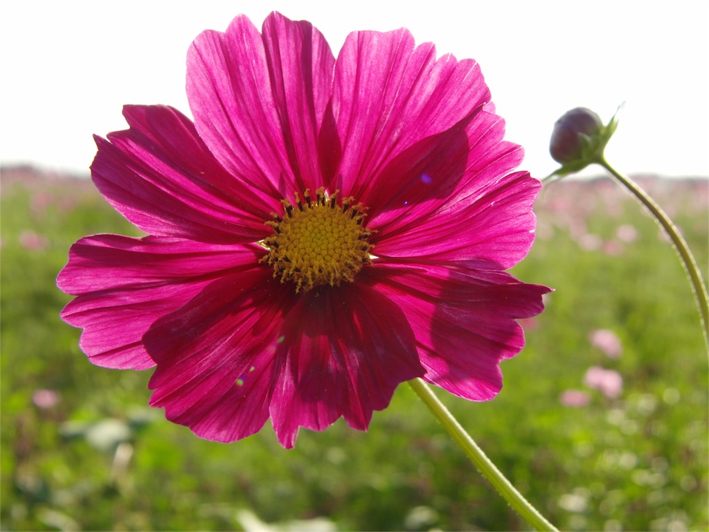 f:id:gainsbourg-japon1963:20161019184528j:image