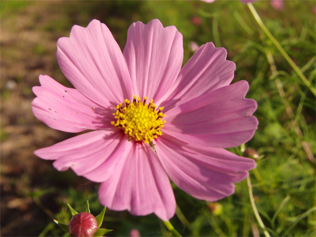 f:id:gainsbourg-japon1963:20161019184548j:image