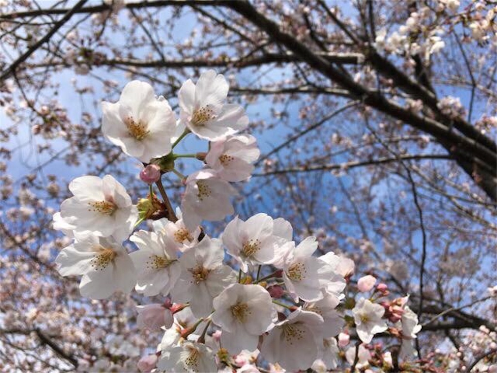 f:id:gainsbourg-japon1963:20170403164819j:image f:id:gainsbourg-japon1963:20170403164819j:image