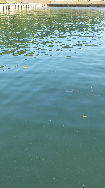 f:id:gaip:20210717080428j:image f:id:gaip:20210717080428j:image