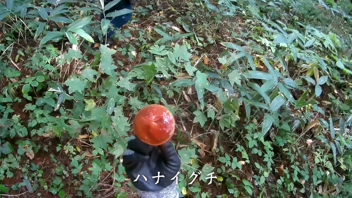 f:id:gaip:20211014214209j:plain