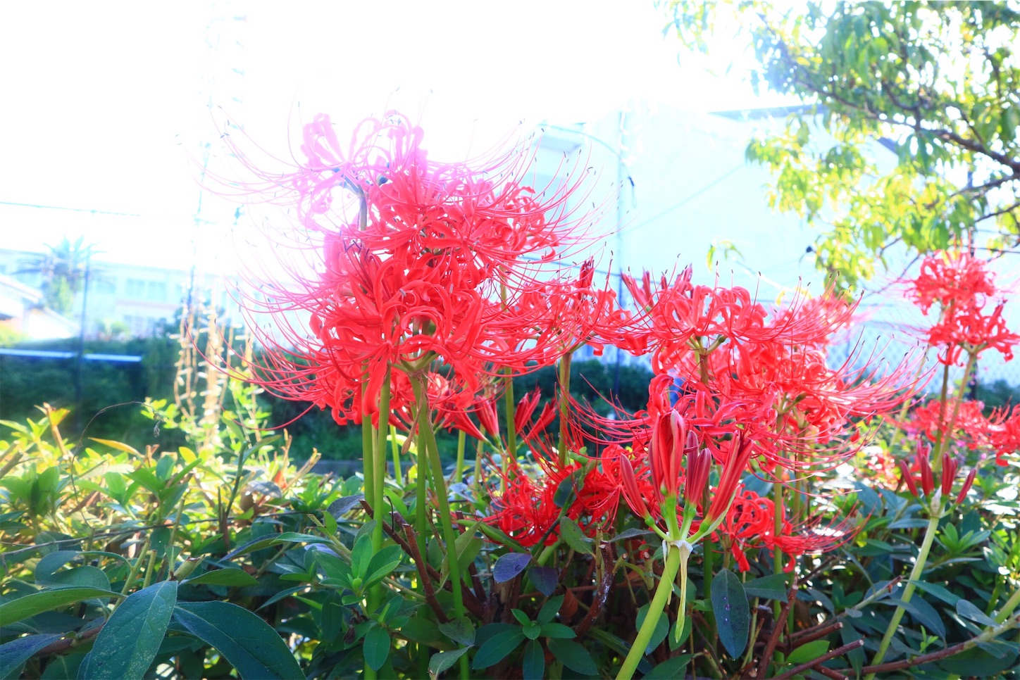 f:id:gaisu:20191115074929j:image