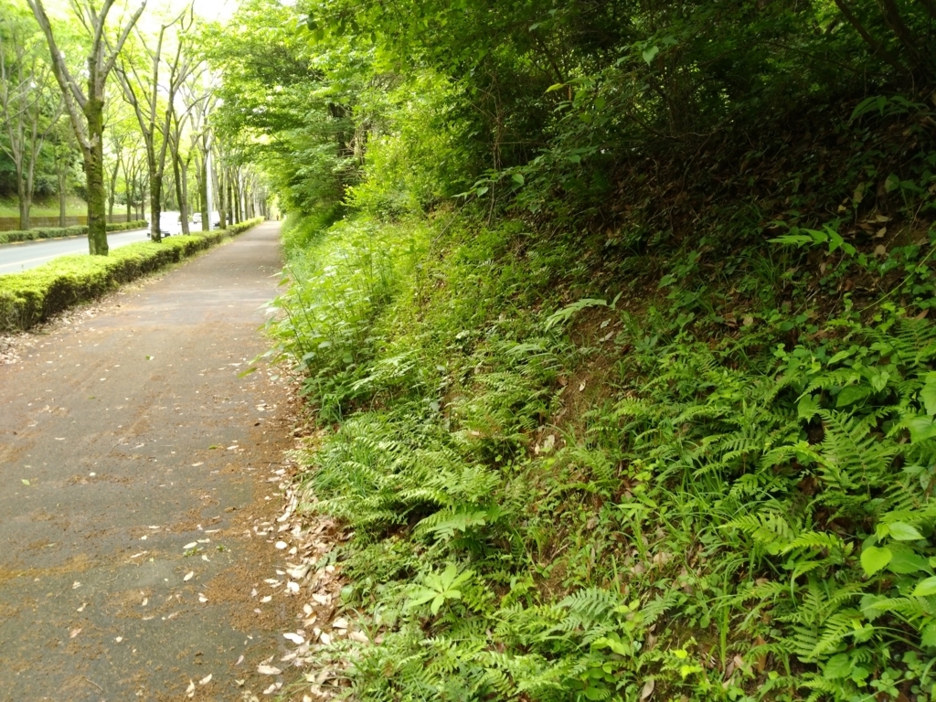 近所に生えてた葉っぱです