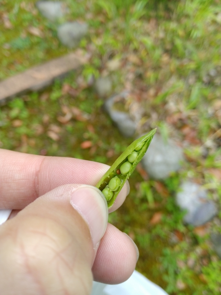 近所で生えてた道草 カラスノエンドウ ユキノシタ アザミ イタドリ ヤブガラシ を食べてみる がじがじぶろぐ