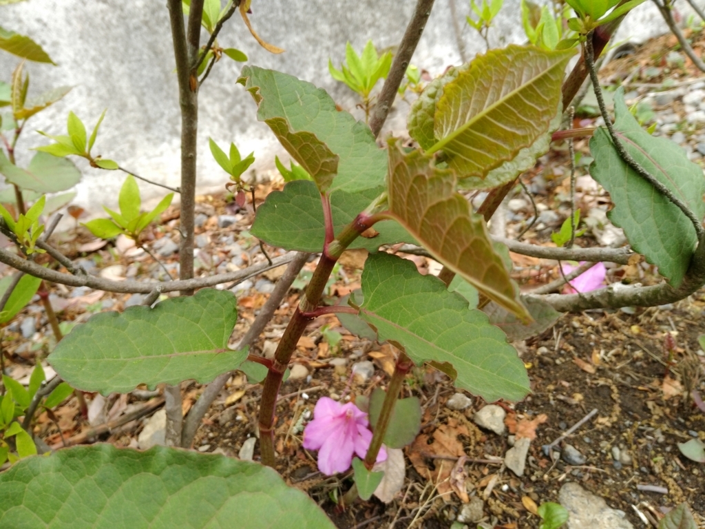 f:id:gajigajichang:20190318160444j:plain