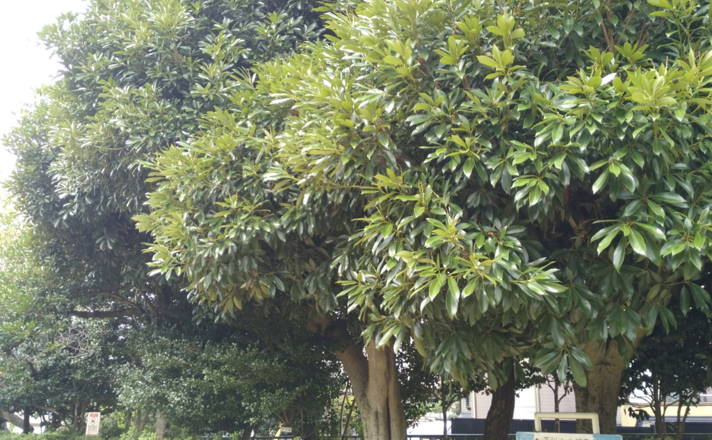 f:id:gajigajichang:20190318164416j:plain