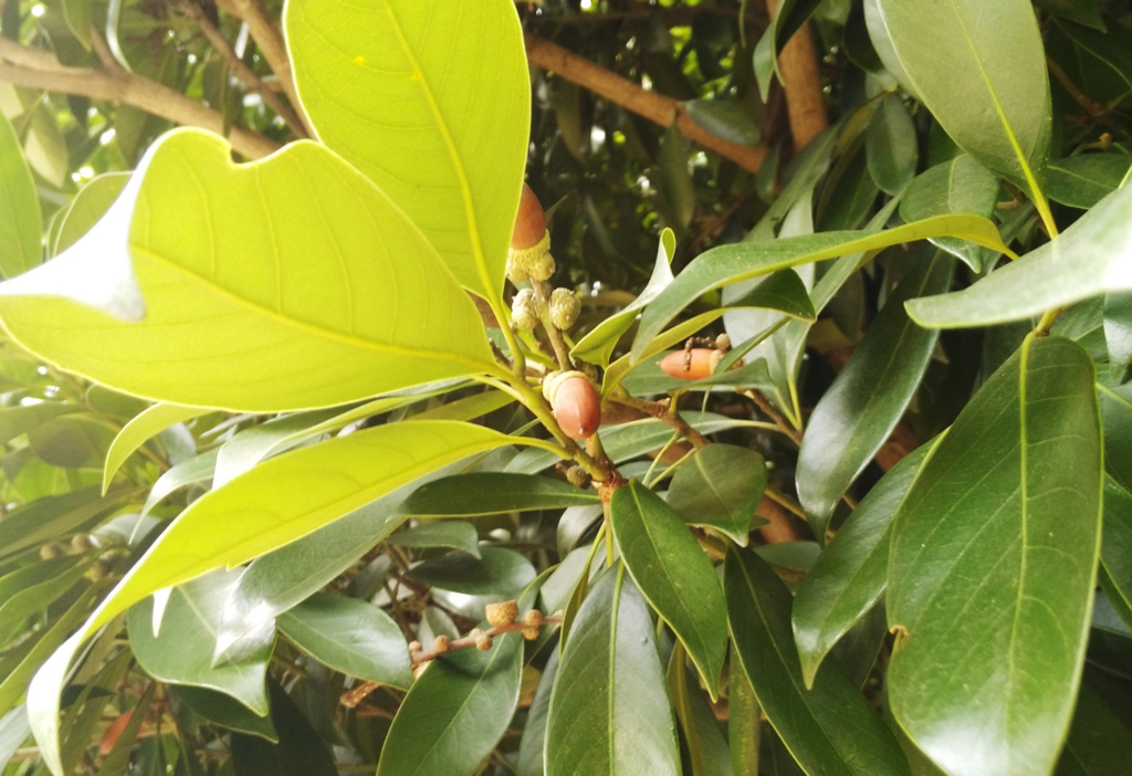 f:id:gajigajichang:20190318164421j:plain