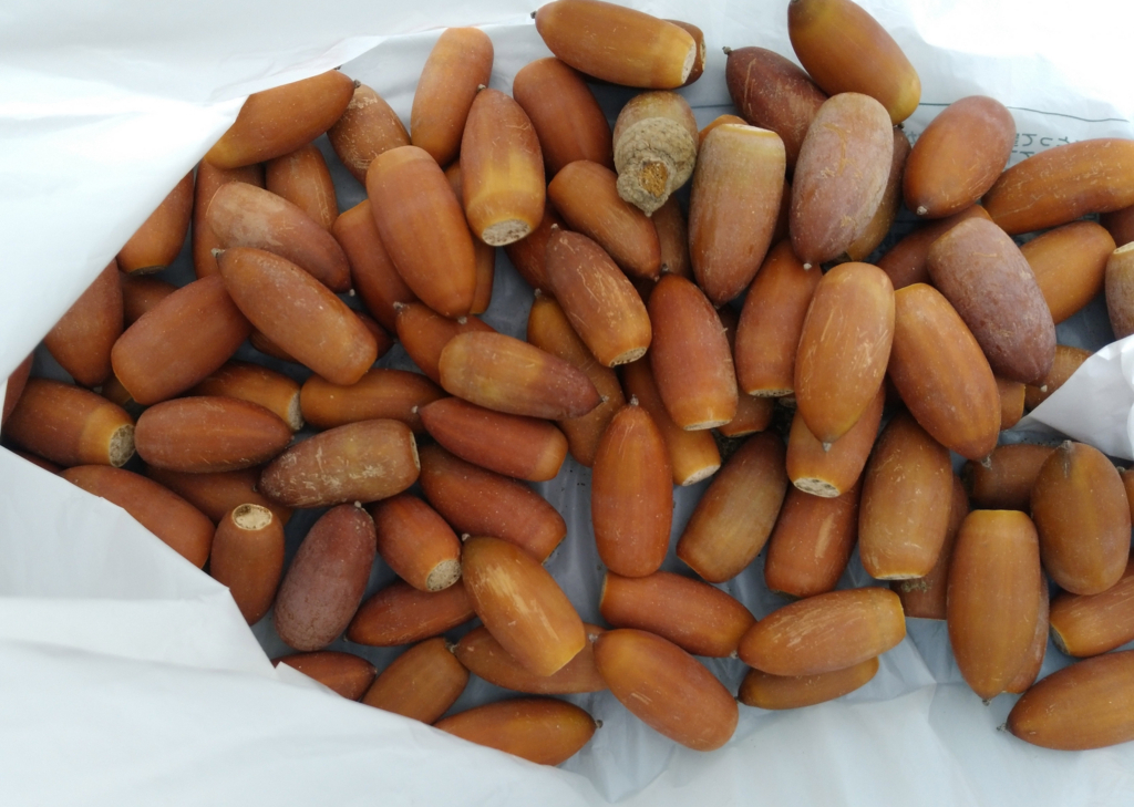 f:id:gajigajichang:20190318164426j:plain