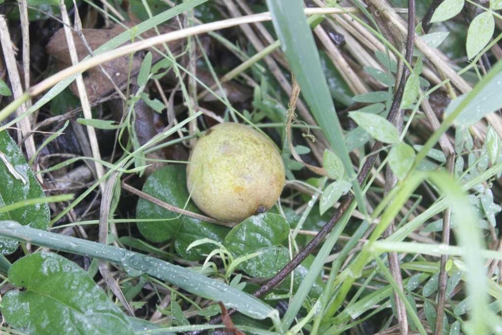 f:id:gajigajichang:20190318165504j:plain