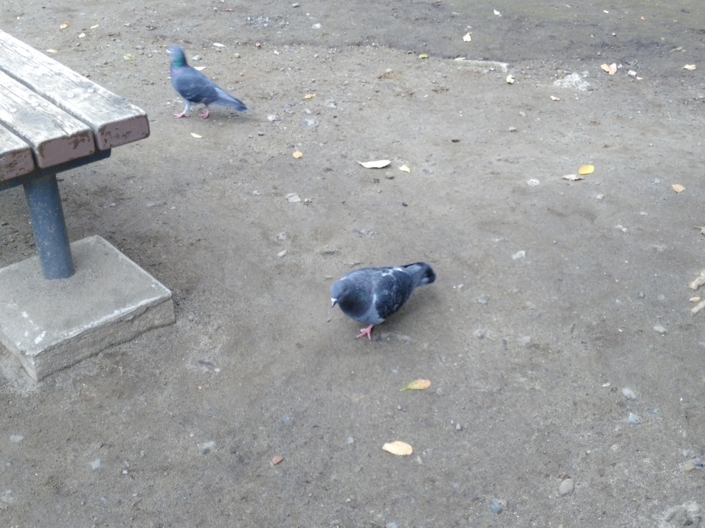 f:id:gajigajichang:20190318165656j:plain