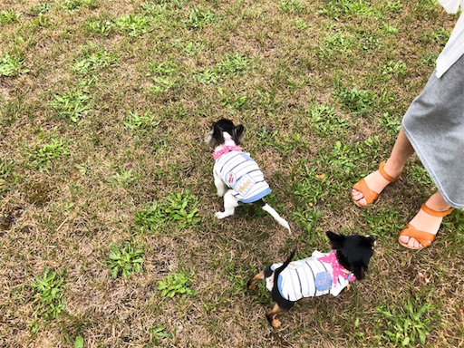 ヒルトンニセコビレッジ ペット同伴 ドッグラン