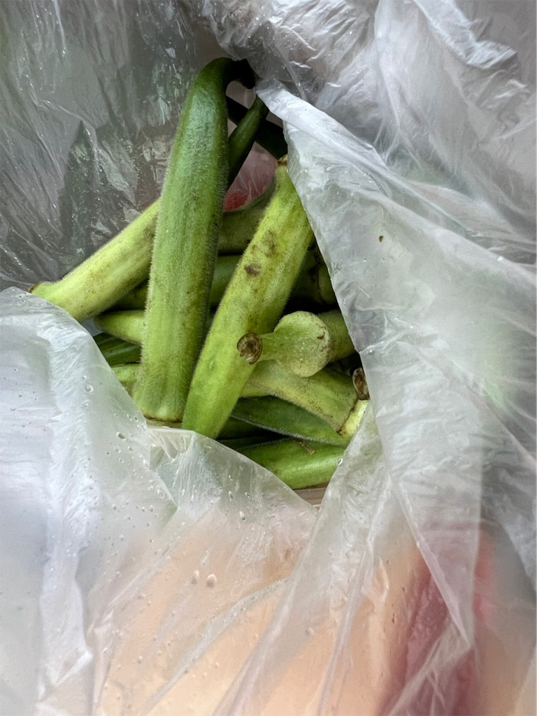 f:id:gajumaru415:20220902232039j:image