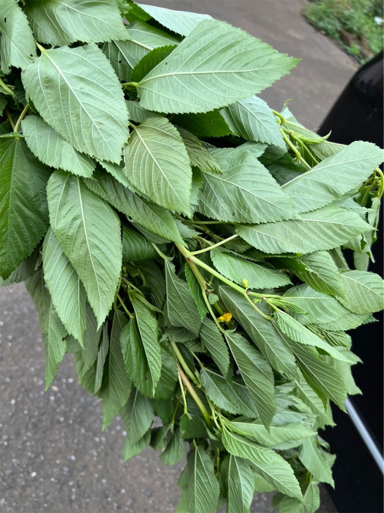 f:id:gajumaru415:20220902232045j:image