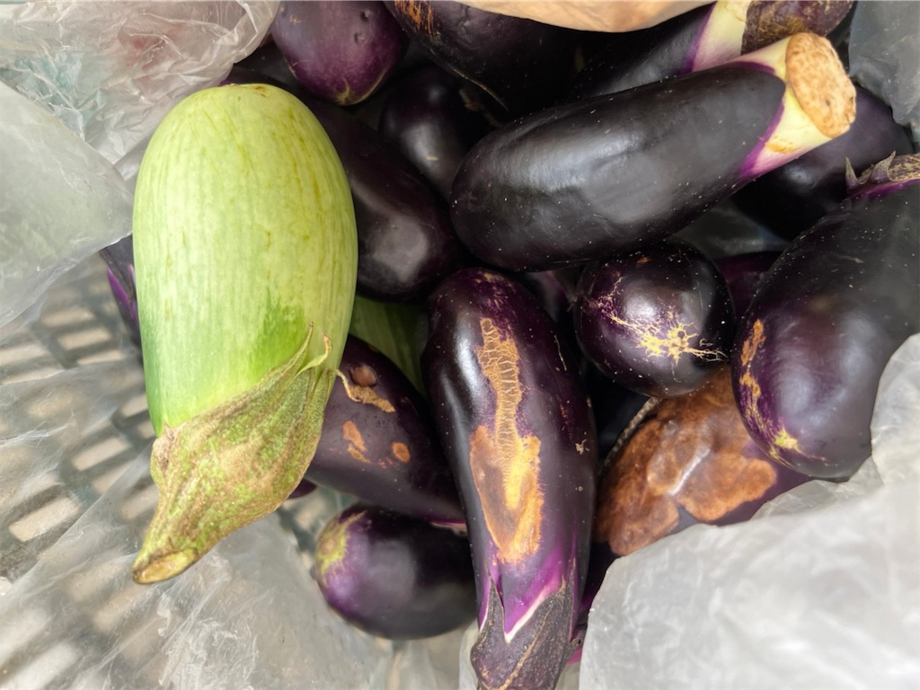 f:id:gajumaru415:20220902232048j:image