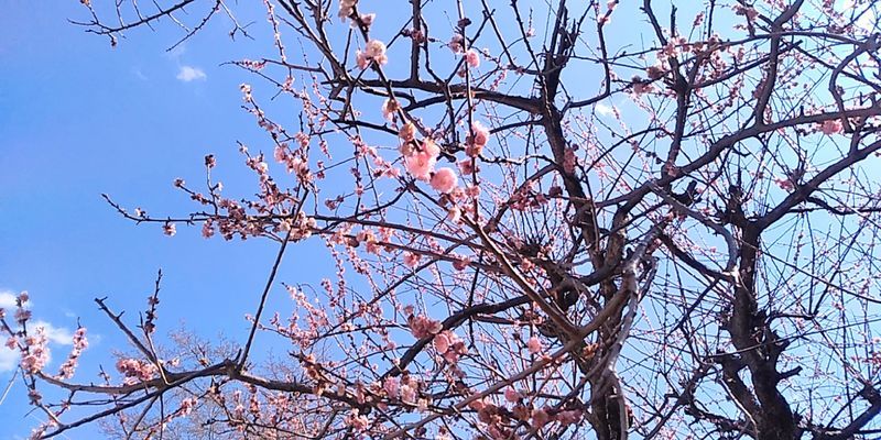 f:id:gajuwo:20190324233831j:plain
