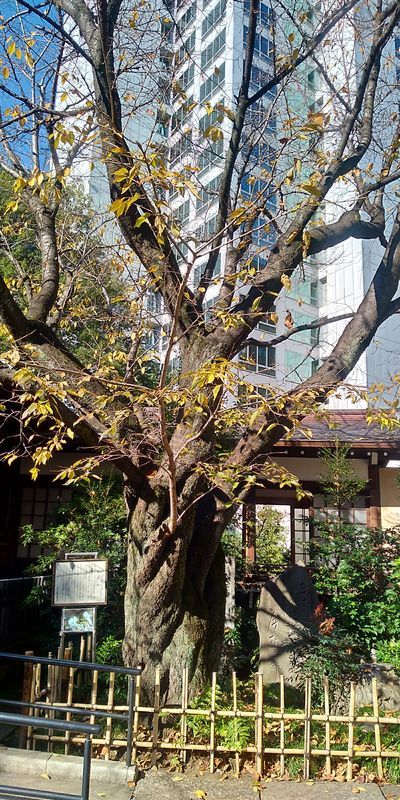 f:id:gajuwo:20191209235139j:plain