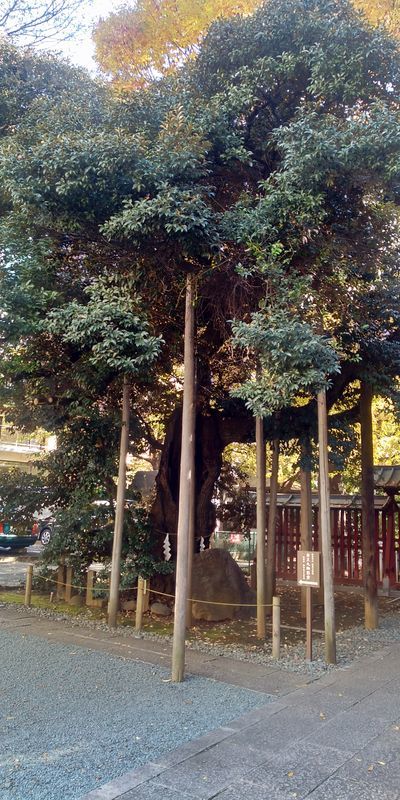 f:id:gajuwo:20191209235219j:plain