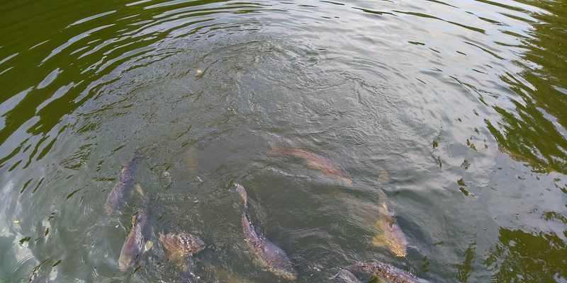 f:id:gajuwo:20201003182755j:plain