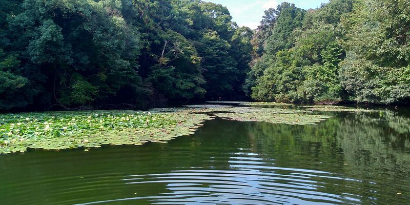 f:id:gajuwo:20201003182802j:plain