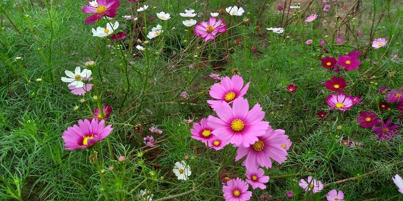 f:id:gajuwo:20211010174205j:plain