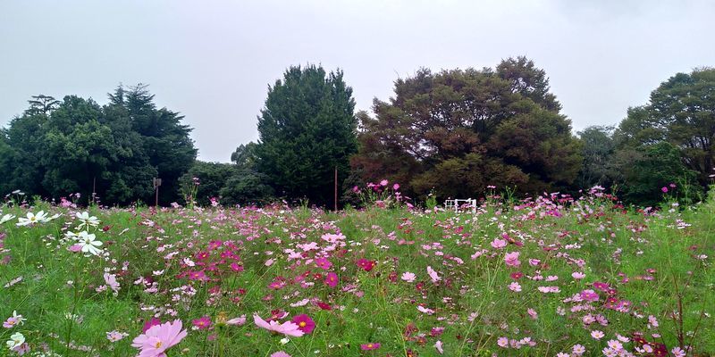 f:id:gajuwo:20211010174235j:plain