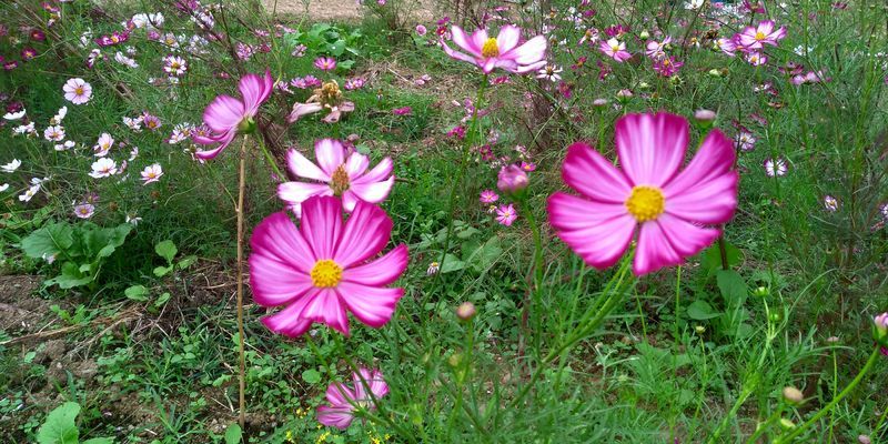 f:id:gajuwo:20211010174805j:plain