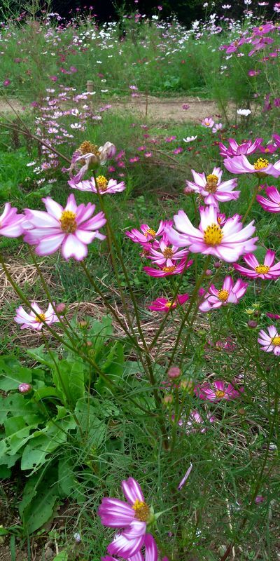 f:id:gajuwo:20211010174850j:plain