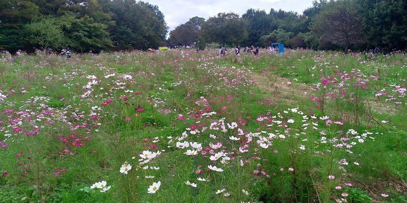 f:id:gajuwo:20211010174922j:plain