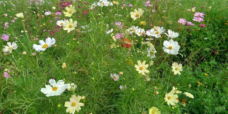 f:id:gajuwo:20211010175222j:plain